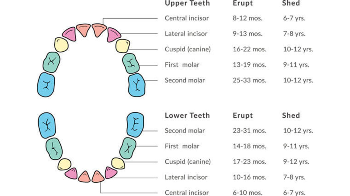 Tooth eruption and shedding chart